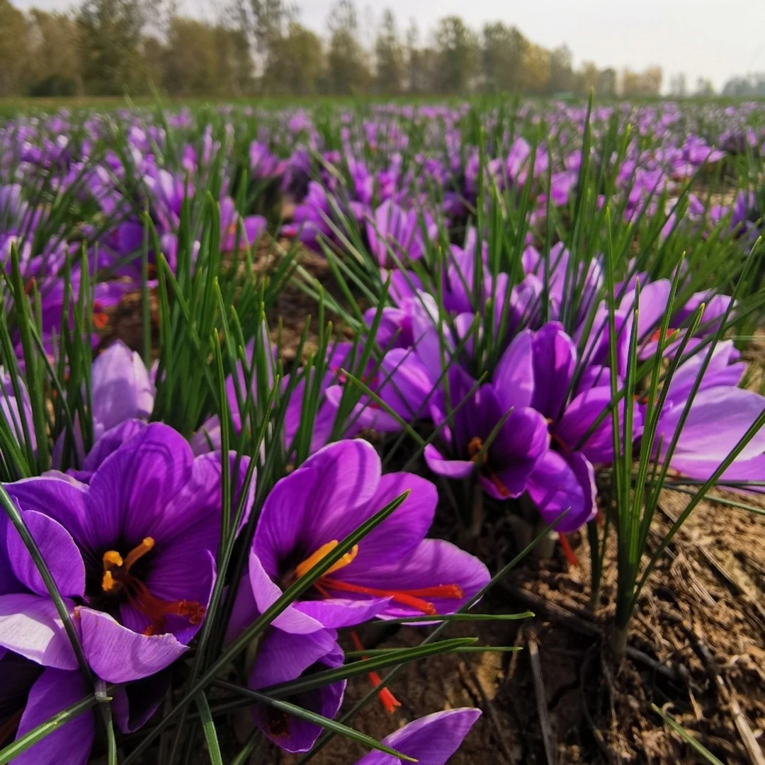藏红花种球  庭院室内阳台植物  耐寒好养易活