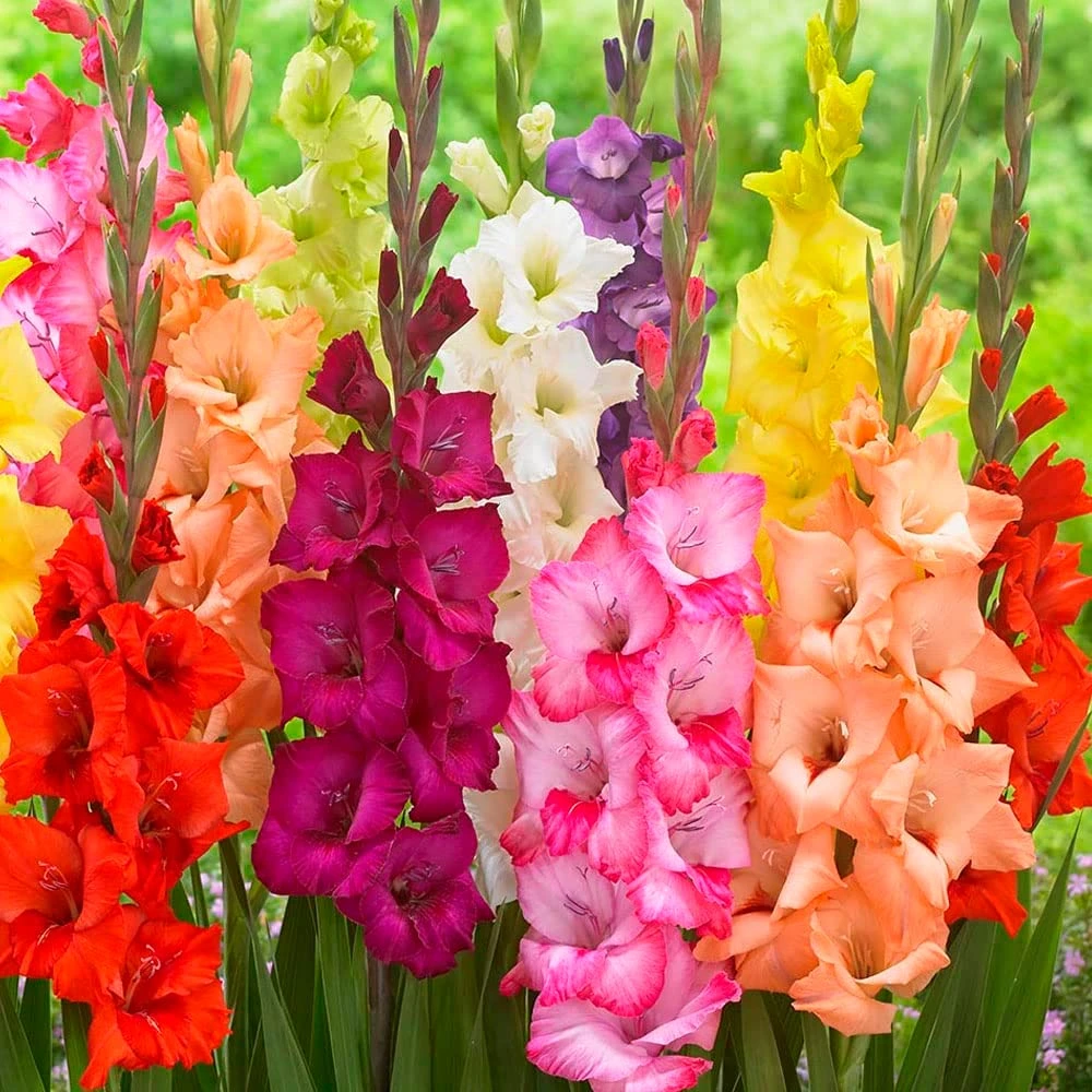 【欲畅园艺】剑兰/唐菖蒲 种球 耐热多年生 庭院地栽/盆栽