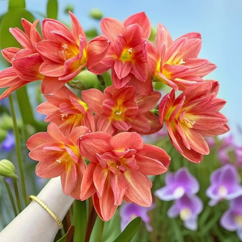 【欲畅园艺】风雨兰种球 庭院花坛阳台种植 耐热耐旱 好养易活