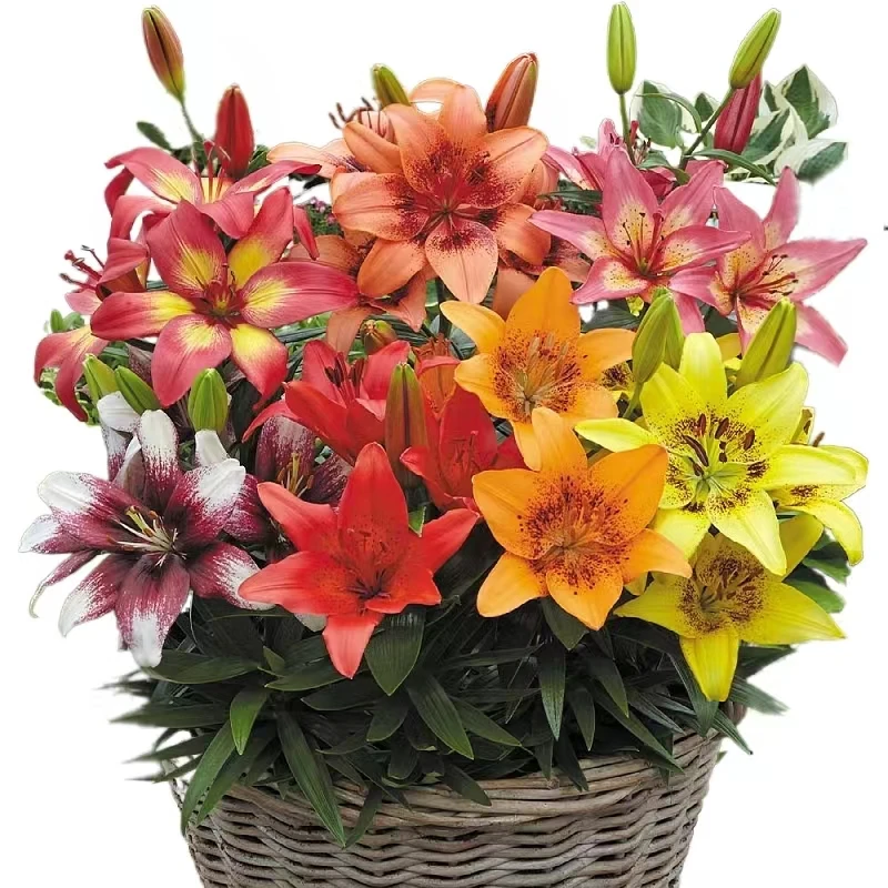 （欲畅园艺）亚洲百合种球 多年生 耐寒  多色可选