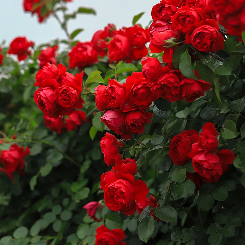 顺丰包邮 弗洛伦蒂娜 爬藤月季大花浓香四季开花庭院阳台盆栽地栽