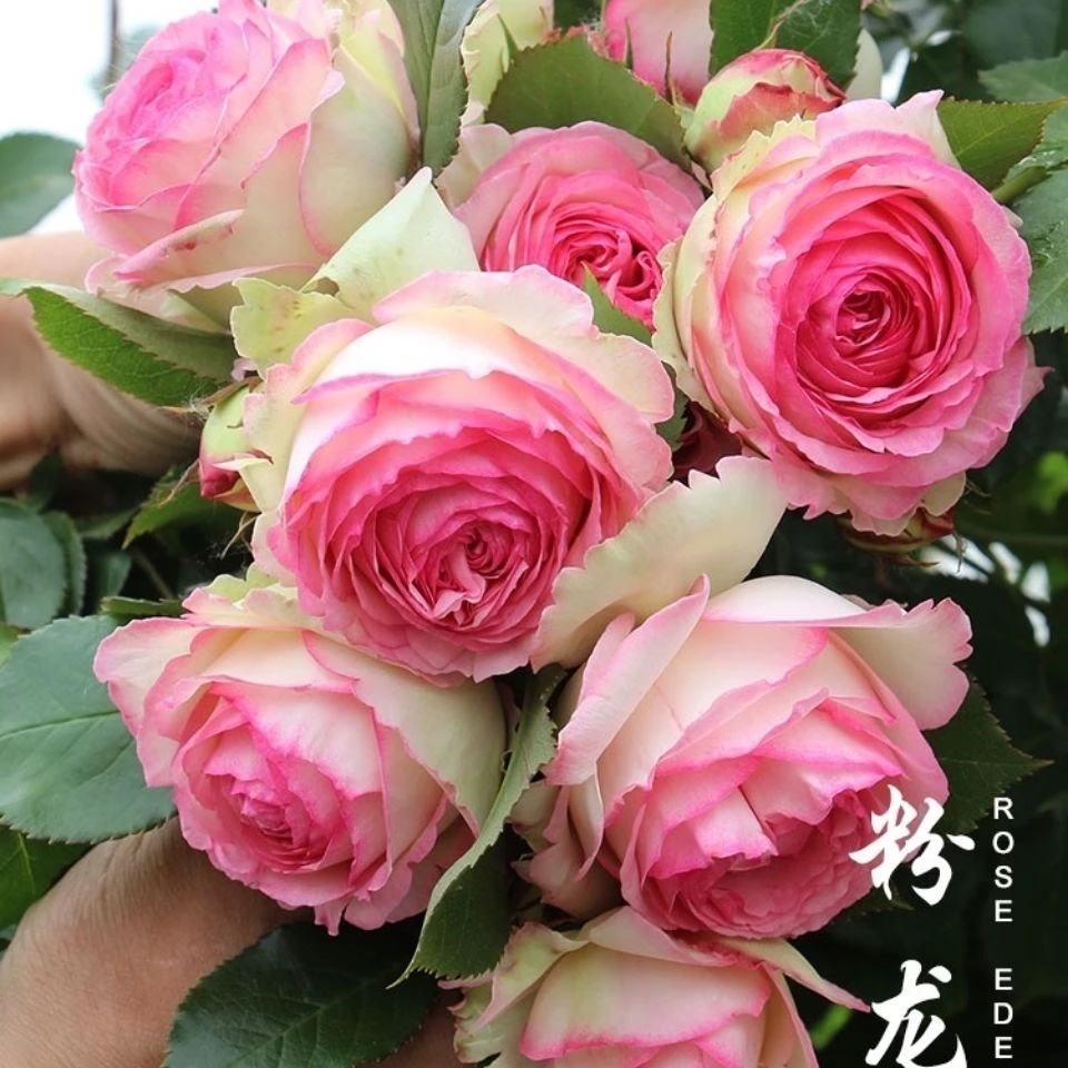 顺丰包邮 1.5米高蔷薇爬藤月季花苗大花浓香庭院阳台盆栽地栽种植