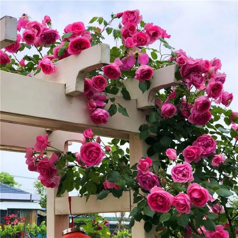 顺丰包邮【大油行】爬藤月季四季开花耐寒耐热庭院阳台盆栽地栽