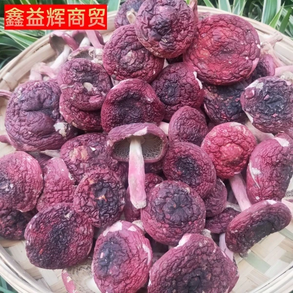【鑫益辉】正宗福建野生红菇干货蓝底正红菇无硫小红菇礼盒