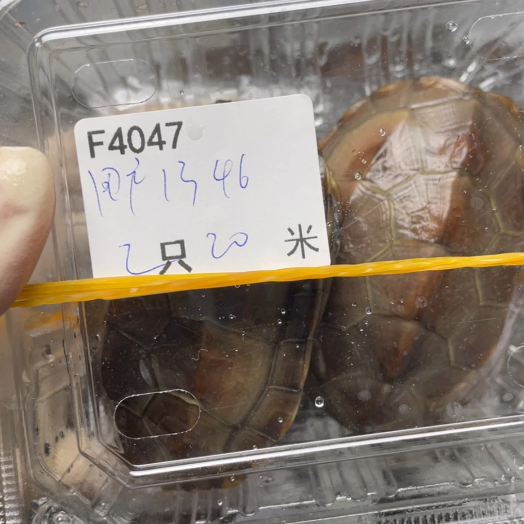 【闪购商品】中华草龟公用****6
