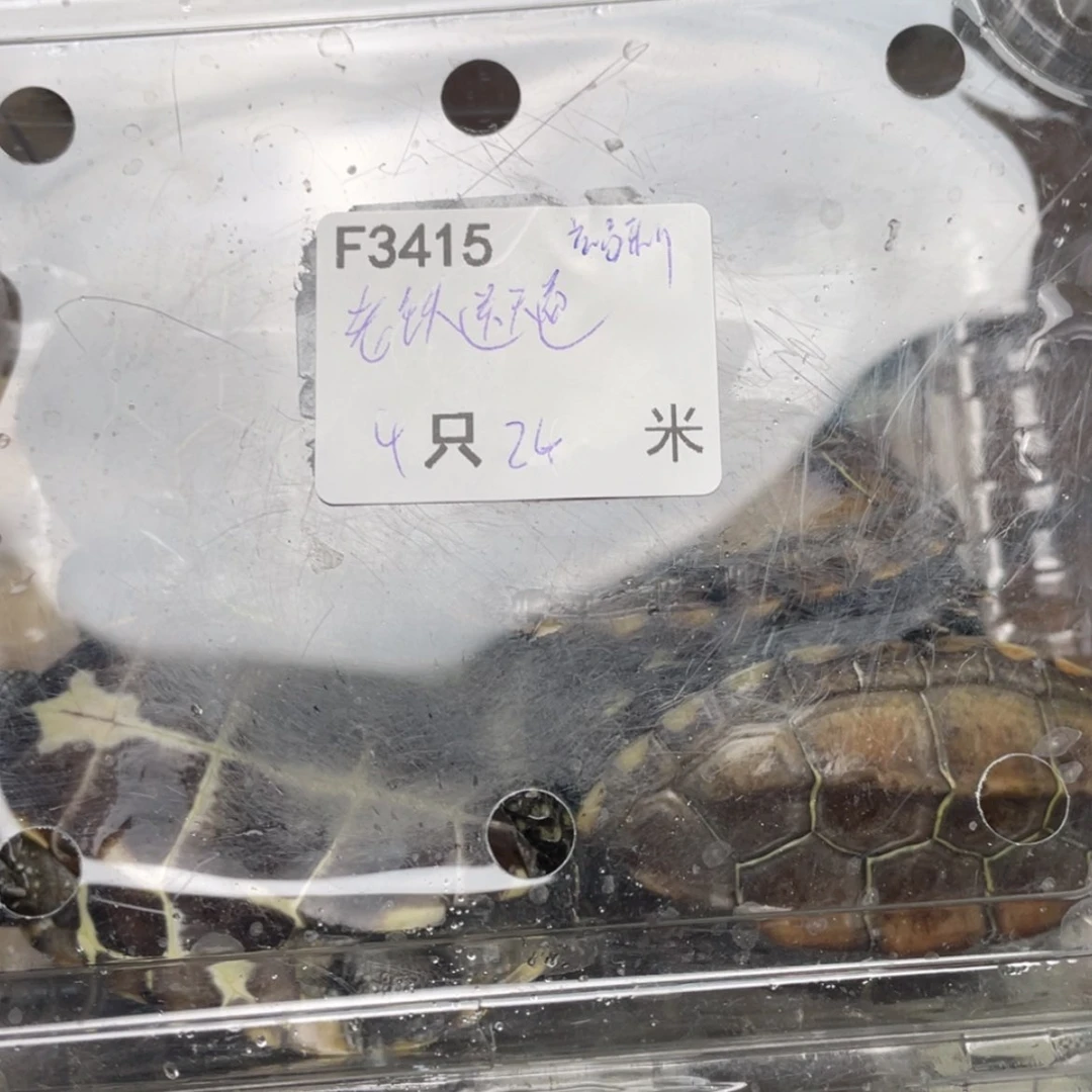 【闪购商品】中华草龟母老****?