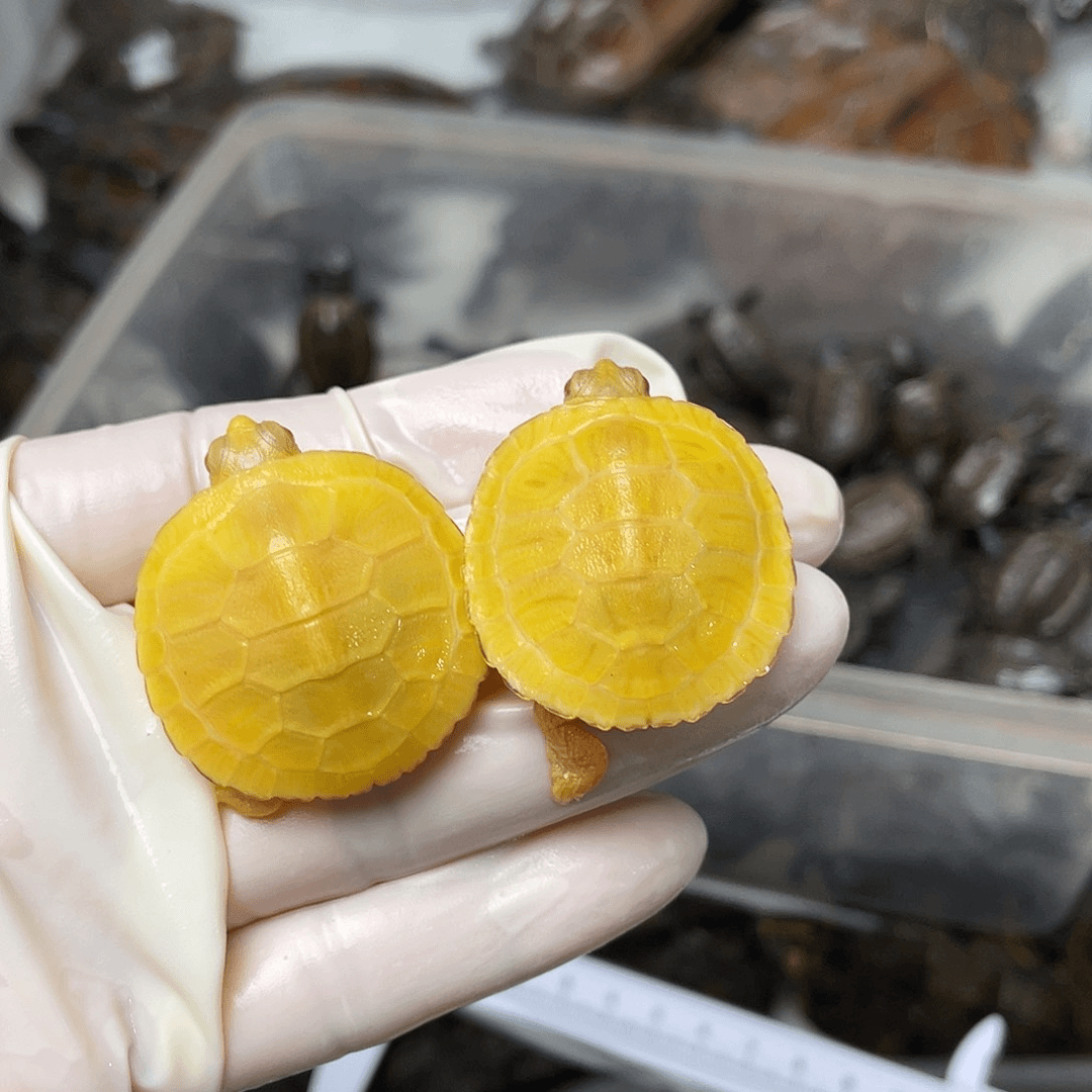 巴西彩龟母G**M变异白巴