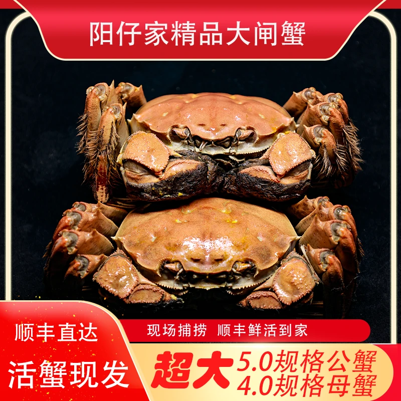 洪泽湖红膏大闸蟹【现捕5.0公蟹4.0母蟹】共8只