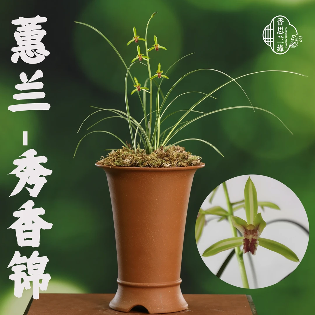 香思兰缘蕙兰【秀香锦】斑艺缟艺中透精品叶艺稳定好养