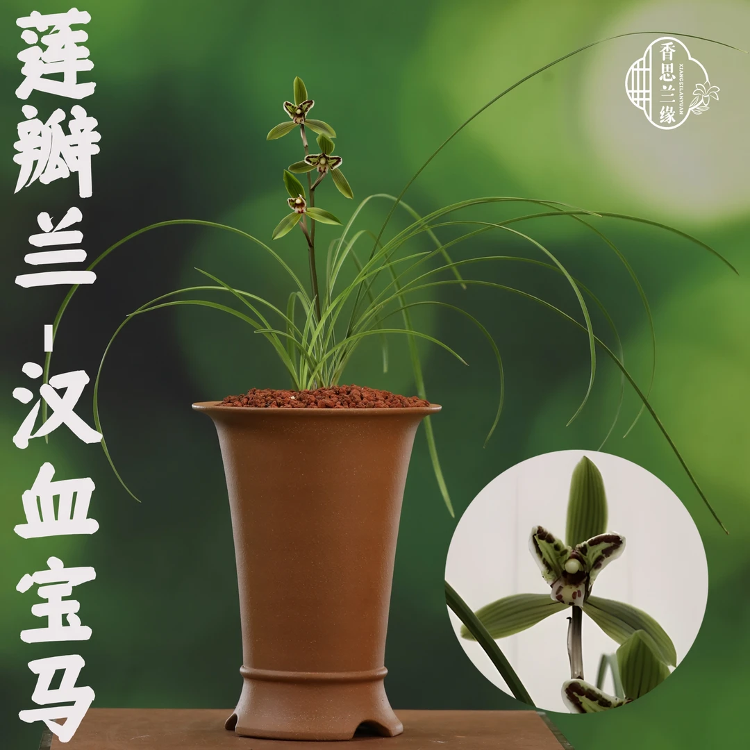 香思兰缘莲瓣兰【汉血宝马】三星蝶花叶蝶蝶草豆瓣兰好养