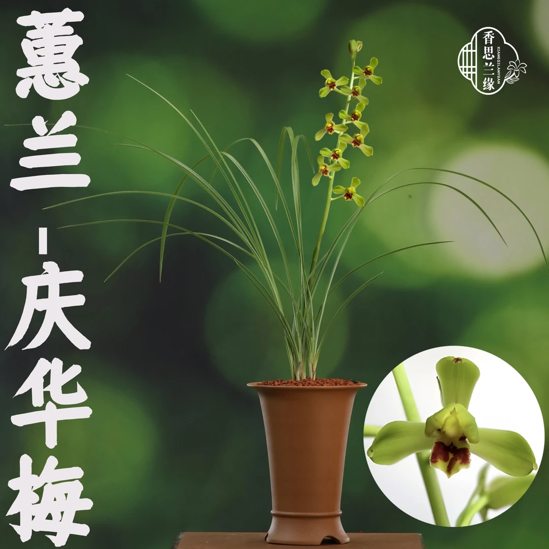 香思兰缘蕙兰【庆华梅】刘梅/老庆华绿蕙梅瓣传统新八种