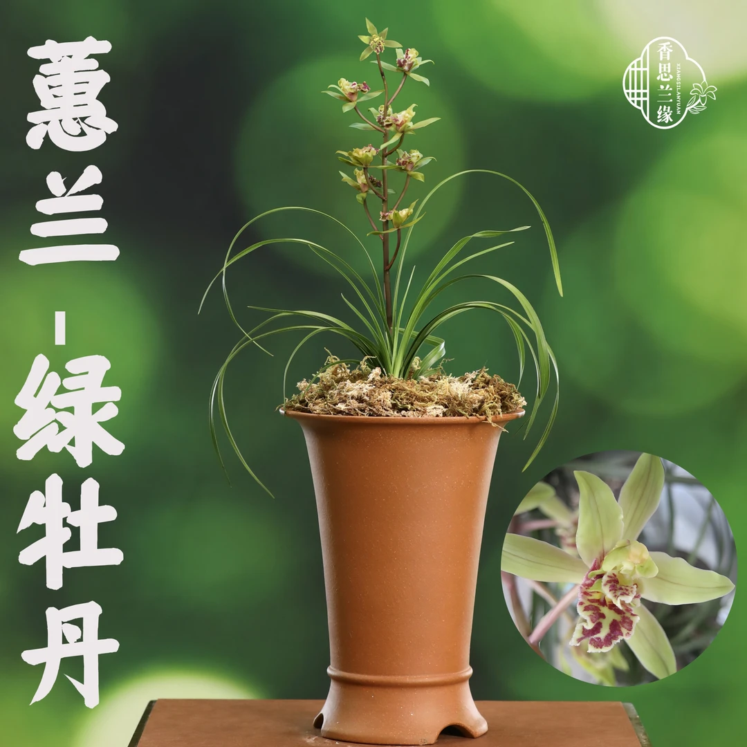 香思兰缘蕙兰【绿牡丹】牡丹奇蝶绿花花卉绿植盆栽浓香
