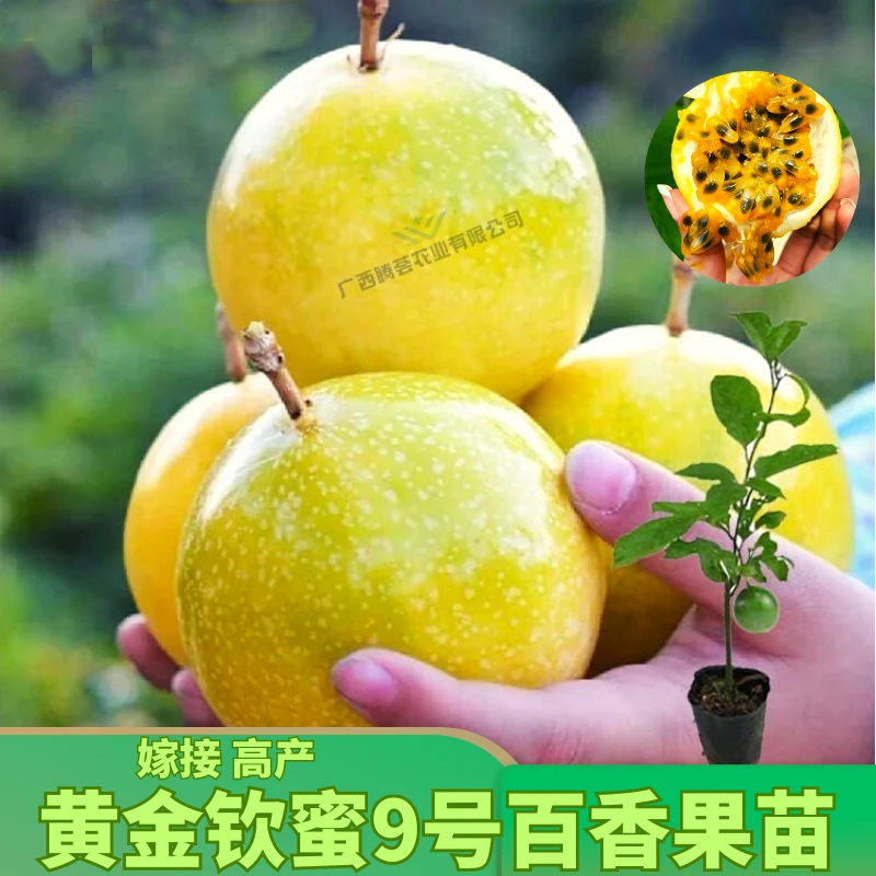 黄金百香果苗钦蜜9号台农南方种植树苗四季结果盆栽爬藤植物果苗