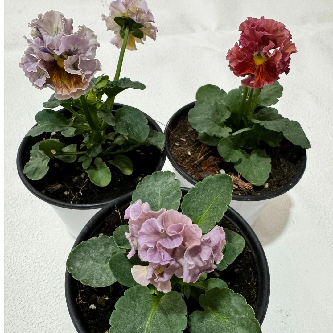 【木兰家】时间海编号角瑾（无售后，介意慎拍）