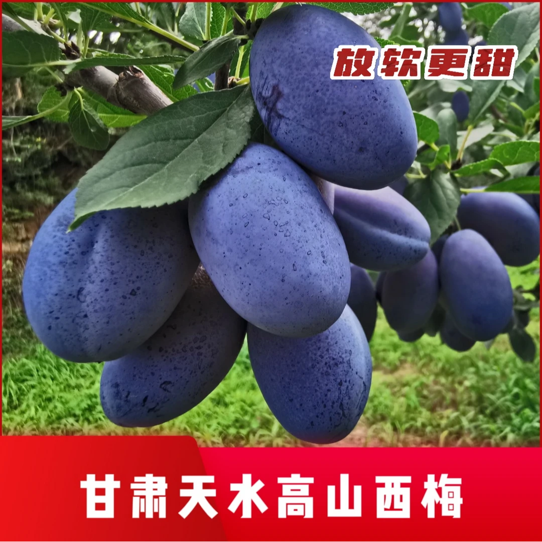 甘肃天水正宗西梅现摘现发高山旱地种植新鲜树熟包邮坏果包赔应季