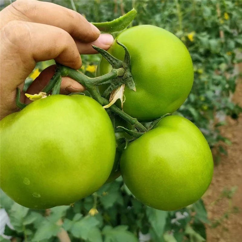 青西红柿新鲜采摘农家肥无农残蔬菜未成熟绿番茄1份135斤韵达包邮