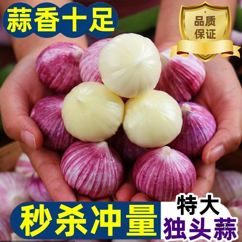 【每日精选】新鲜大蒜独头蒜优质农家红皮大独蒜鲜蒜优质独