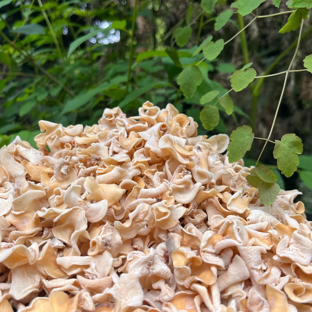 1【白-钰-珥】净含量：100g【阿成现收】菌