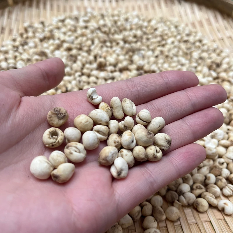 【小成山货】小山贝云南高原特产贝母晒干传统滋补食材搭配陈皮
