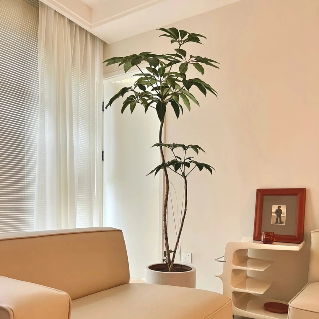 日本保罗大叶伞保罗室内盆栽绿植物净化空气北欧风好养耐阴耐热