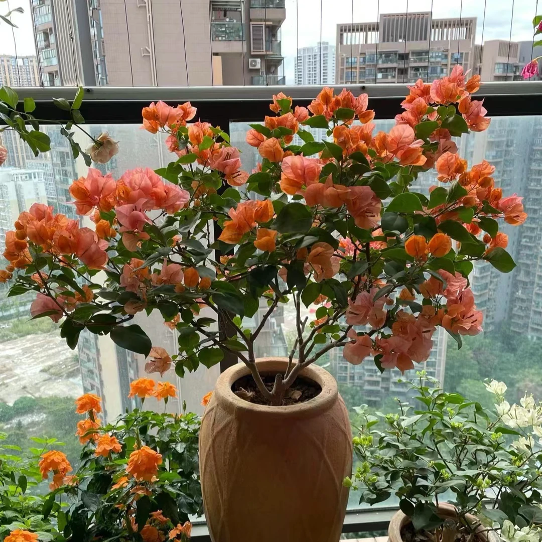 绿叶橙三角梅，四季勤花。花期超长（直播间一物一拍）