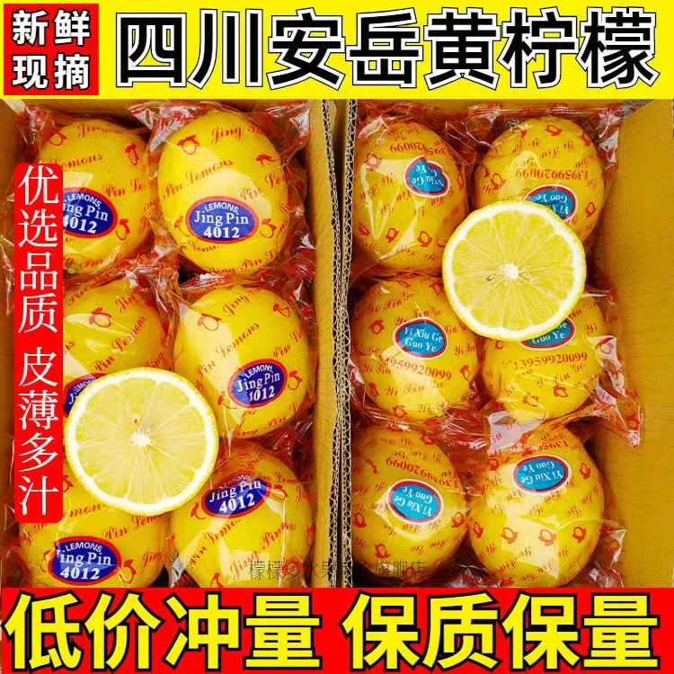 正宗四川安岳黄柠檬酸甜汁8枚 新鲜大果夏日消暑必备果园采摘发货