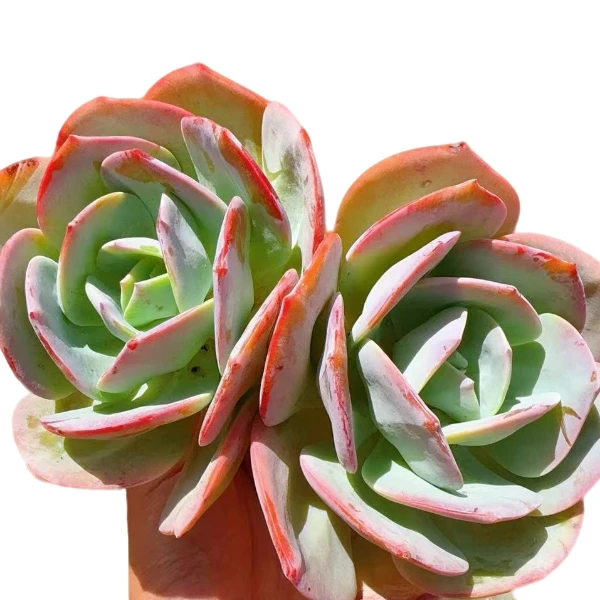 双头血凤  多肉绿植    好看好养   云南昆明发货