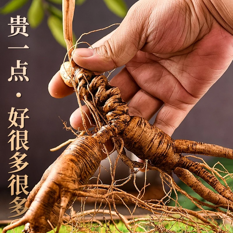 直播野山参正宗长白山林下参单枝精选带土鲜参山参泡酒专用