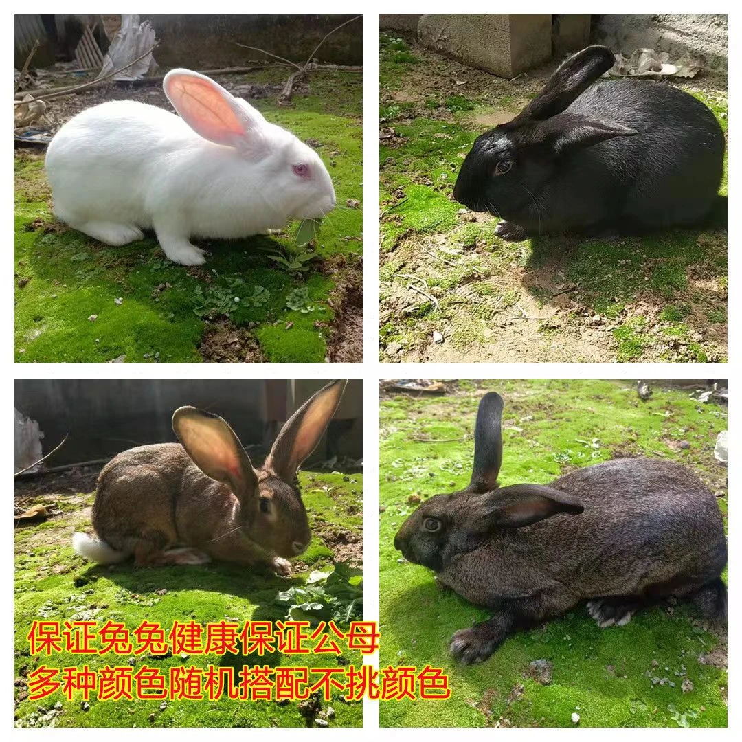 兔子活体【每只1.5斤起】健康好养可食用比利时肉兔新西兰散养肉质