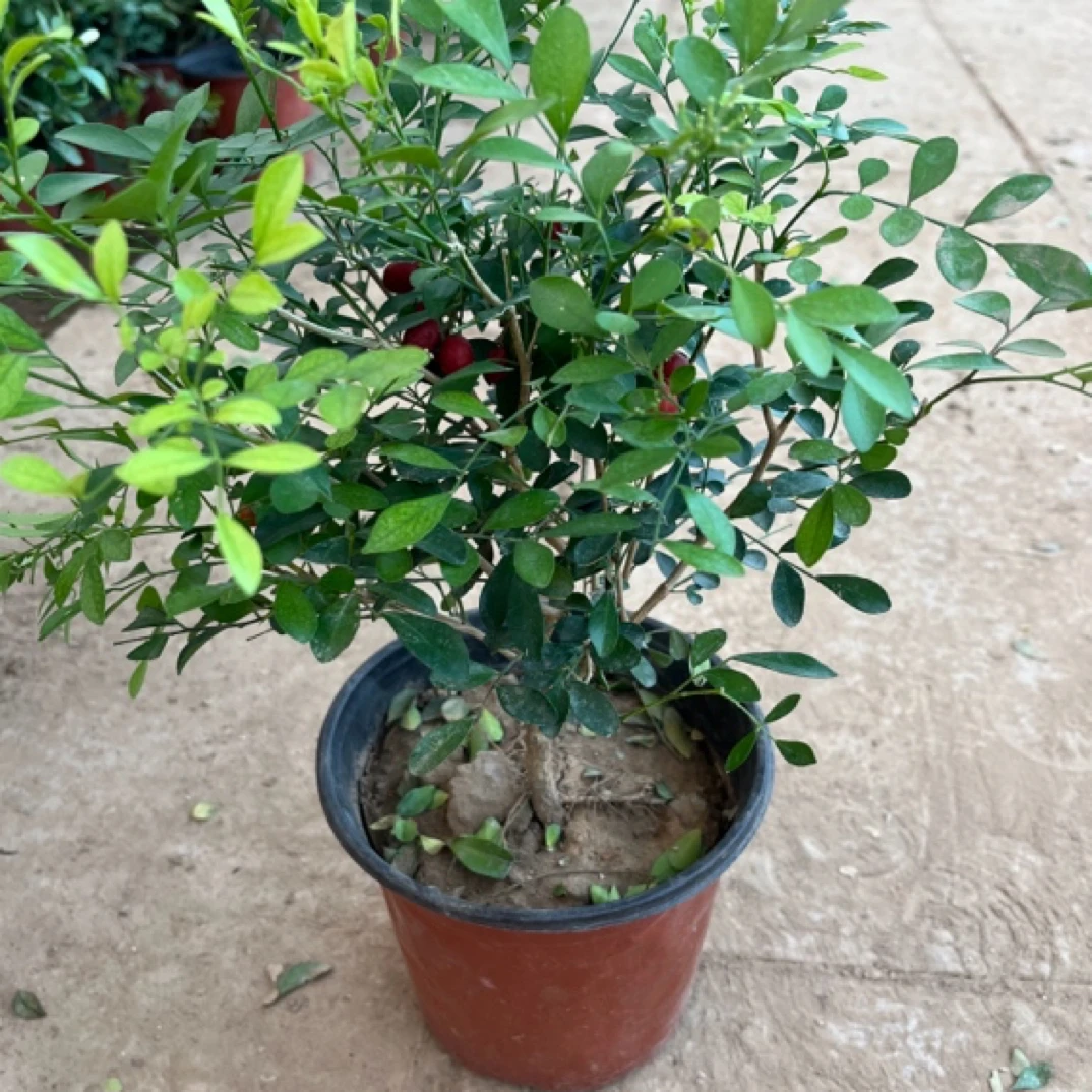 （九里香）四季常青5-20年苗特大香水苗