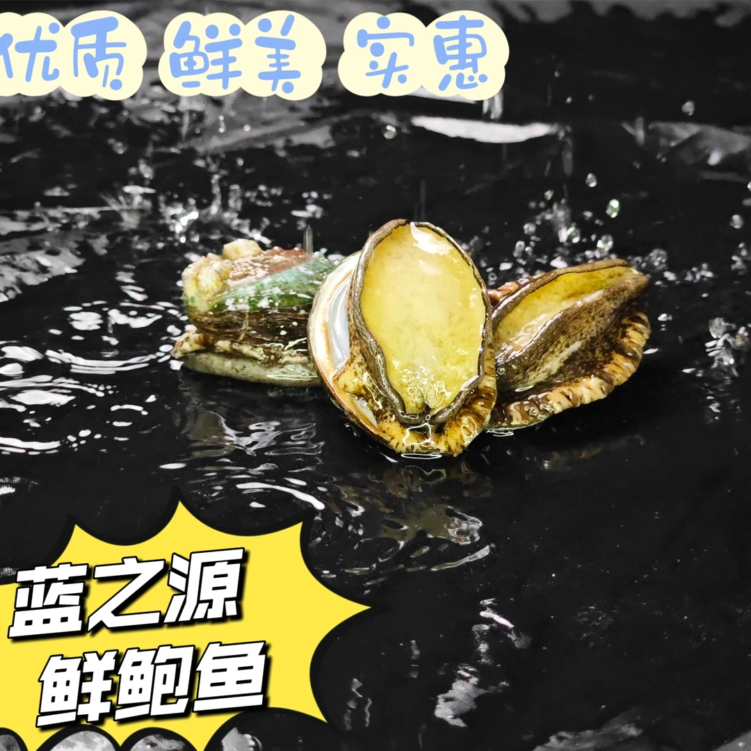 大连野生鲍鱼 鲜活冷冻大鲍鱼 黑鲍海鲜水产 贝类8~10头500g