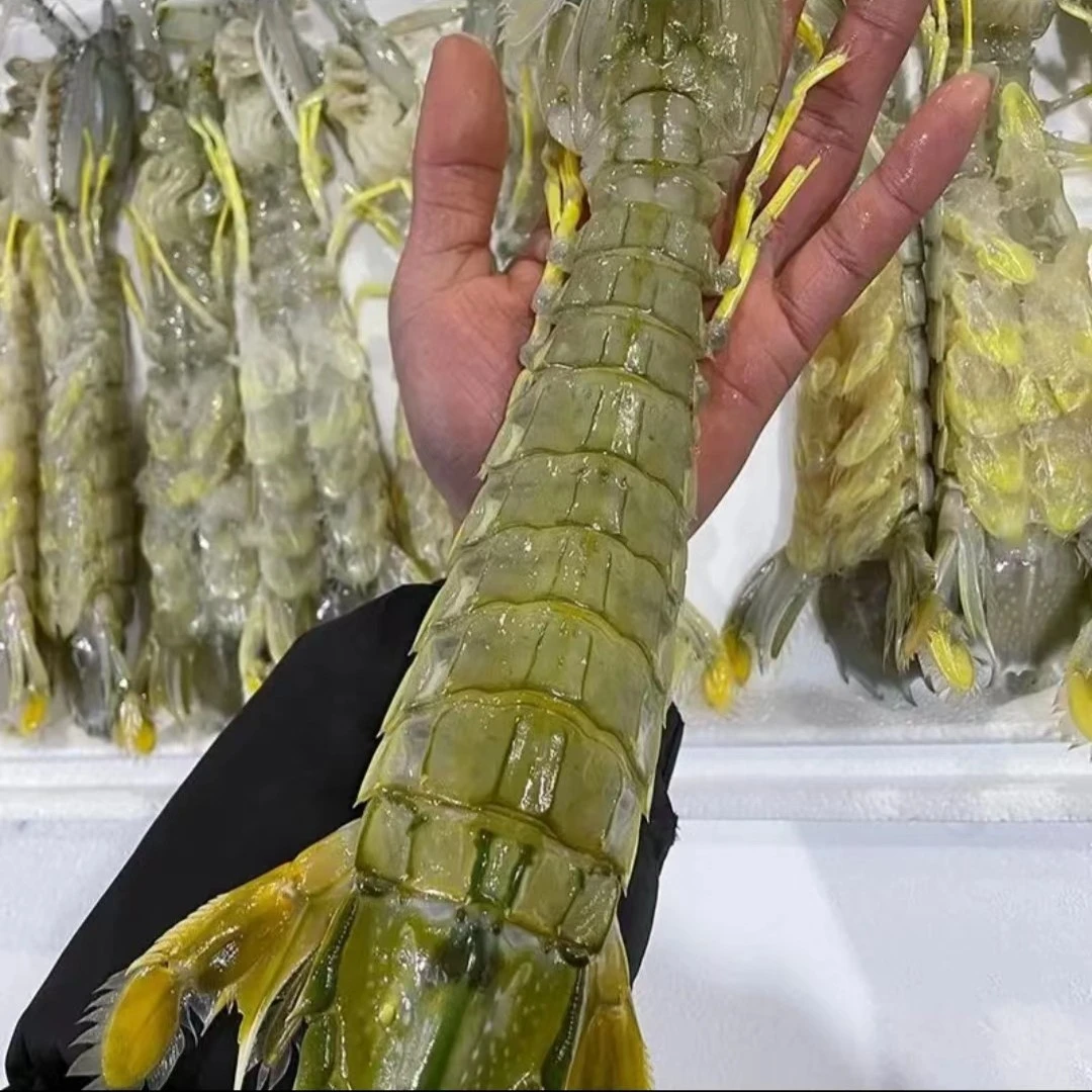 鲜活大泰虾富贵虾新鲜大只皮皮虾保鲜5只起拍  非同城跑腿不包活