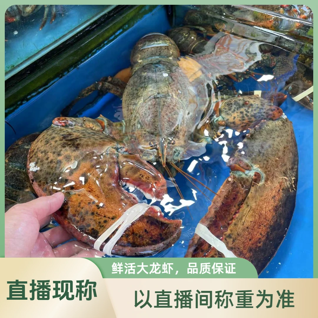大龙虾【直播现称】波士顿龙虾包鲜包肥不包活脱水5%-10%海鲜大餐
