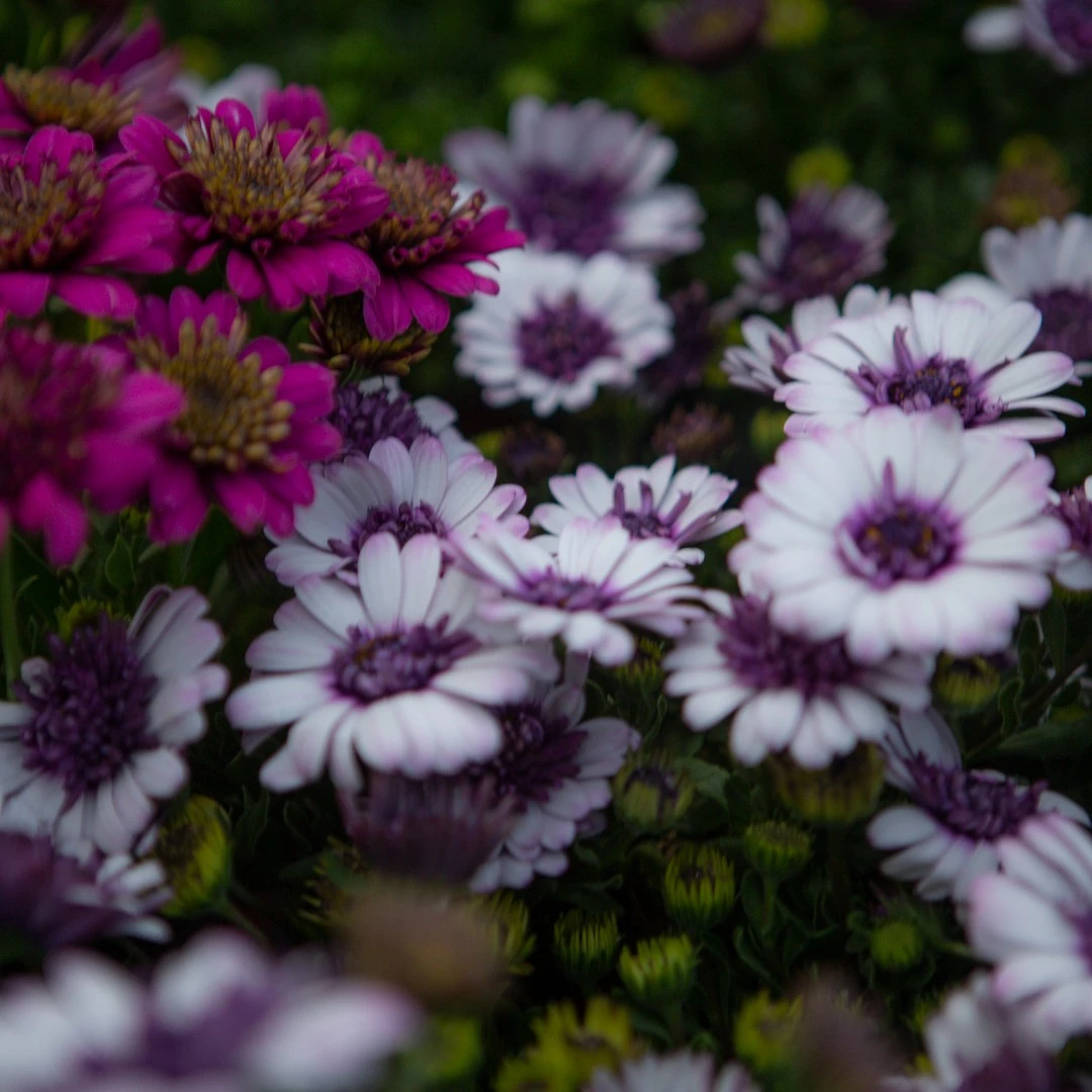 南非万寿菊基地直播盆栽绿植花卉菊花品种大全阳台室内庭院