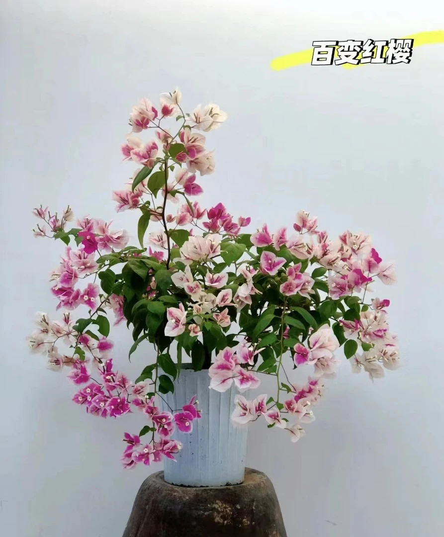 漳红樱季节三角梅盆苗带花发货好养活四季开花勤花品种绿植