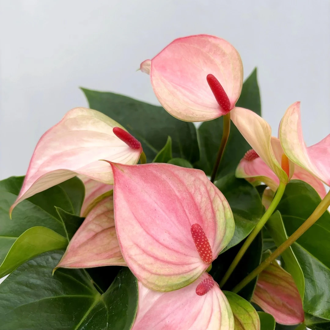 玛塔塔 彩掌精致粉白室内客厅阳台清新植物 云南鲜花绿植