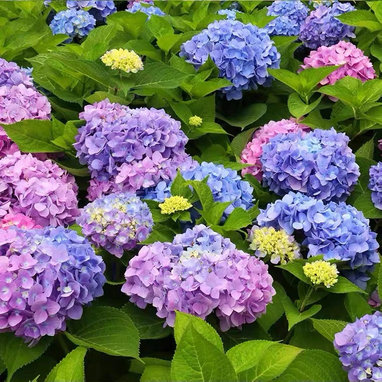 绣球（不挑品种）盆栽爆花好养花期长室内阳台庭院 云南鲜花绿植