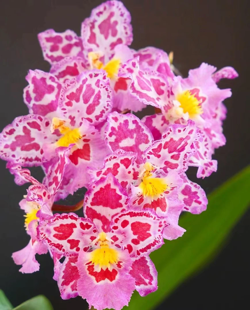 豹斑宝石文心兰 (苗）粉色精致耐寒好养云南鲜花绿植