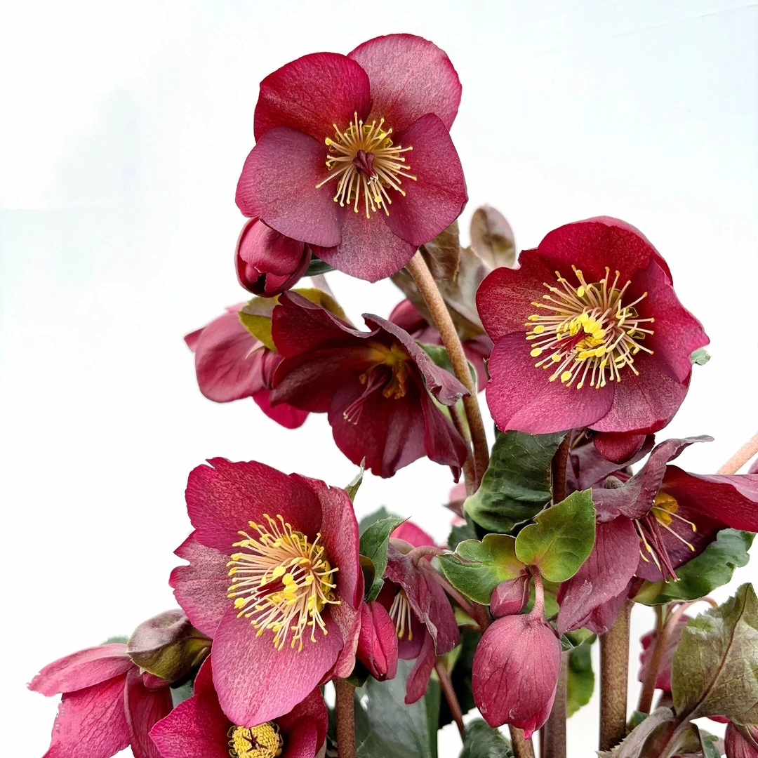 铁筷子神秘鬼魅 2加仑圣诞玫瑰耐寒花期长室内阳台云南鲜花绿植