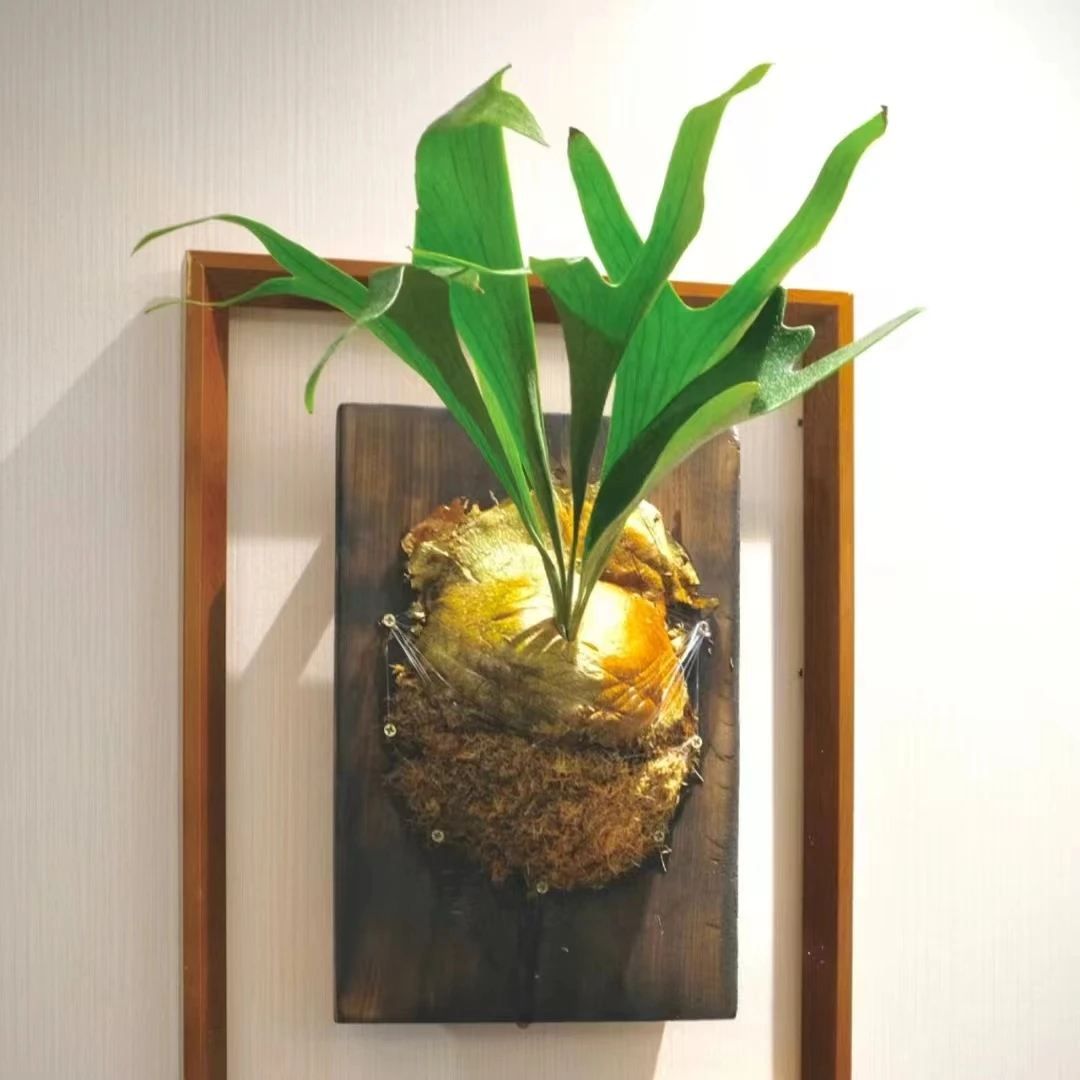 鹿角蕨（木板） 盆栽北欧清新好养室内客厅装饰云南鲜花绿植