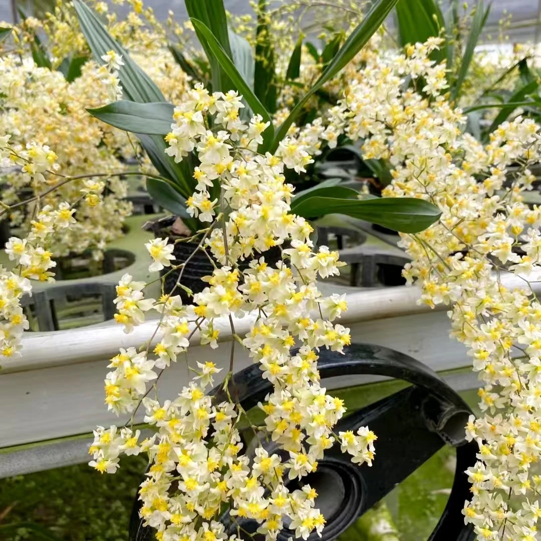 特价奶油白梦香兰 (苗 不挑色)精致爆花带香味兰花云南鲜花绿植