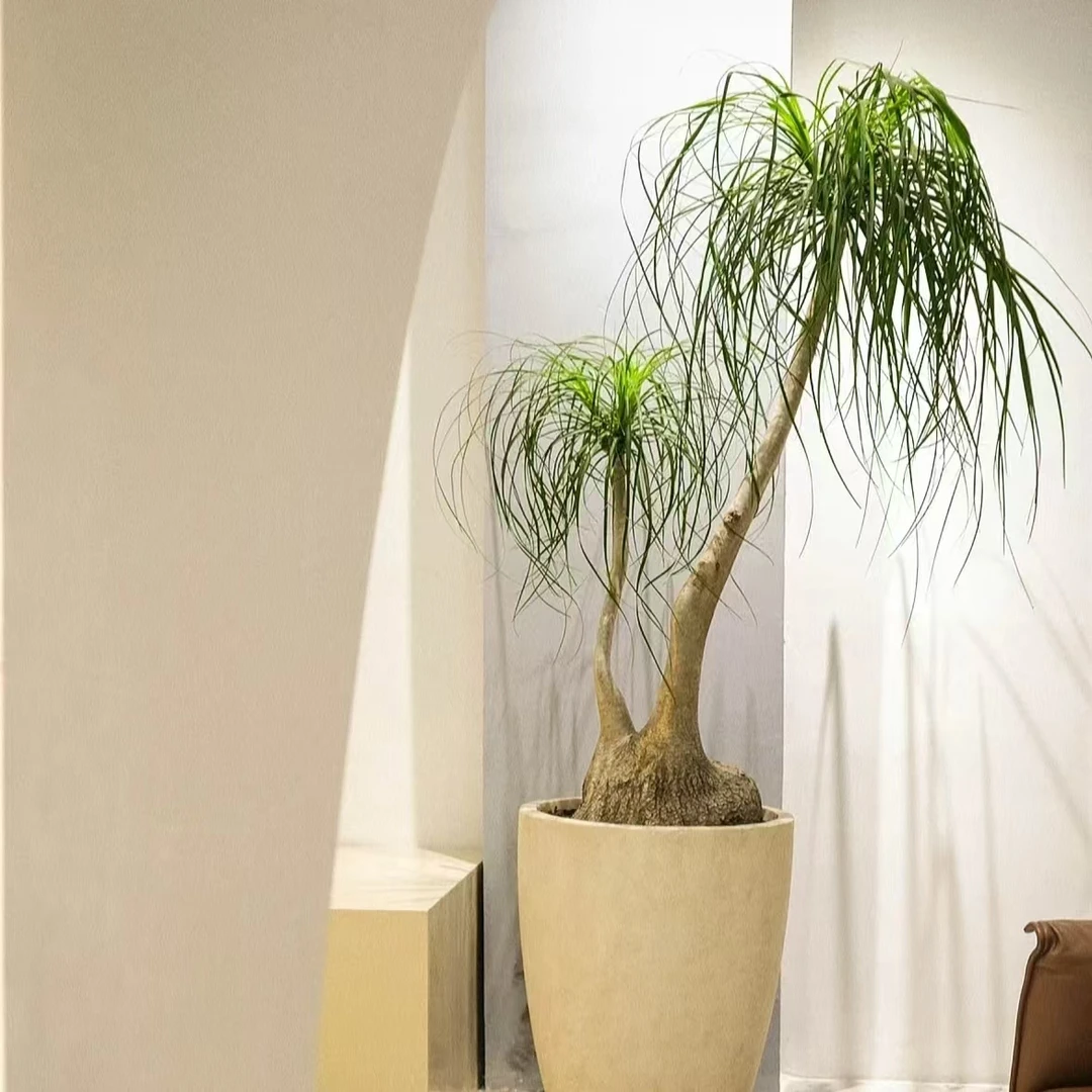 酒瓶兰 精致绿色室内客厅阳台清新植物 云南鲜花绿植