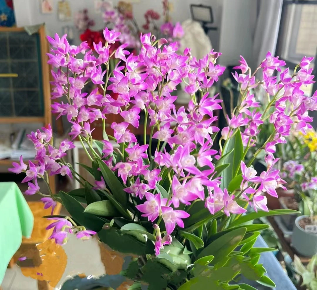 澳洲香水石斛(大苗)耐寒好养室内阳台植物 云南鲜花绿植