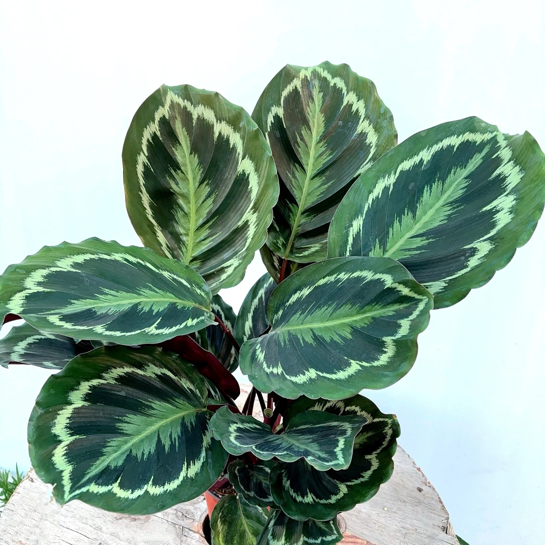 【木木专属】彩虹竹芋 精致绿色室内客厅阳台清新植物 云南鲜花绿植