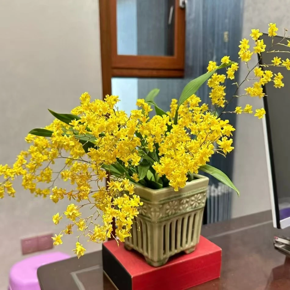 特价金色梦香兰 10支黄色爆花耐寒好养花期长 云南鲜花绿植