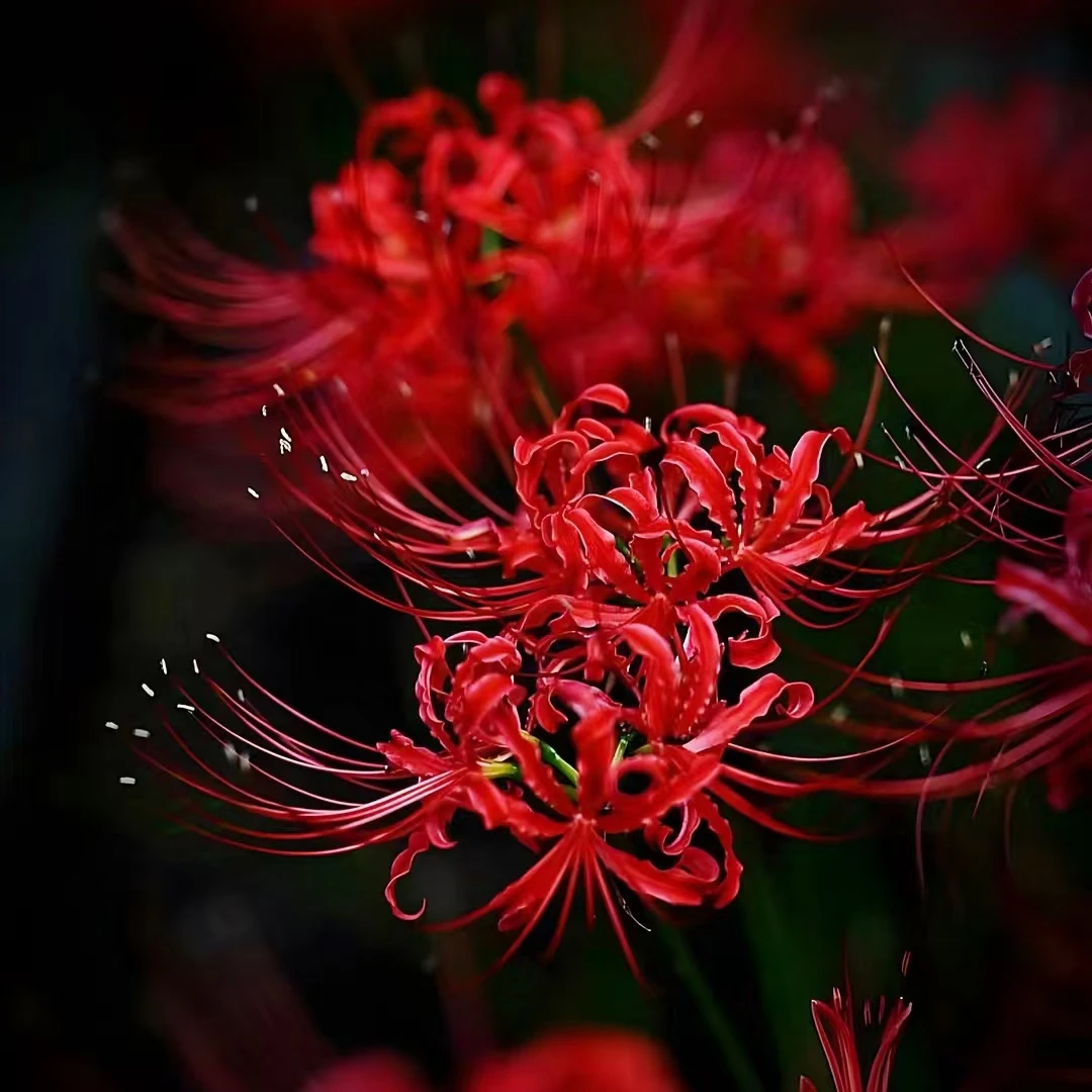 彼岸花 10颗种球盆栽红色爆花多年生种球 云南鲜花绿植