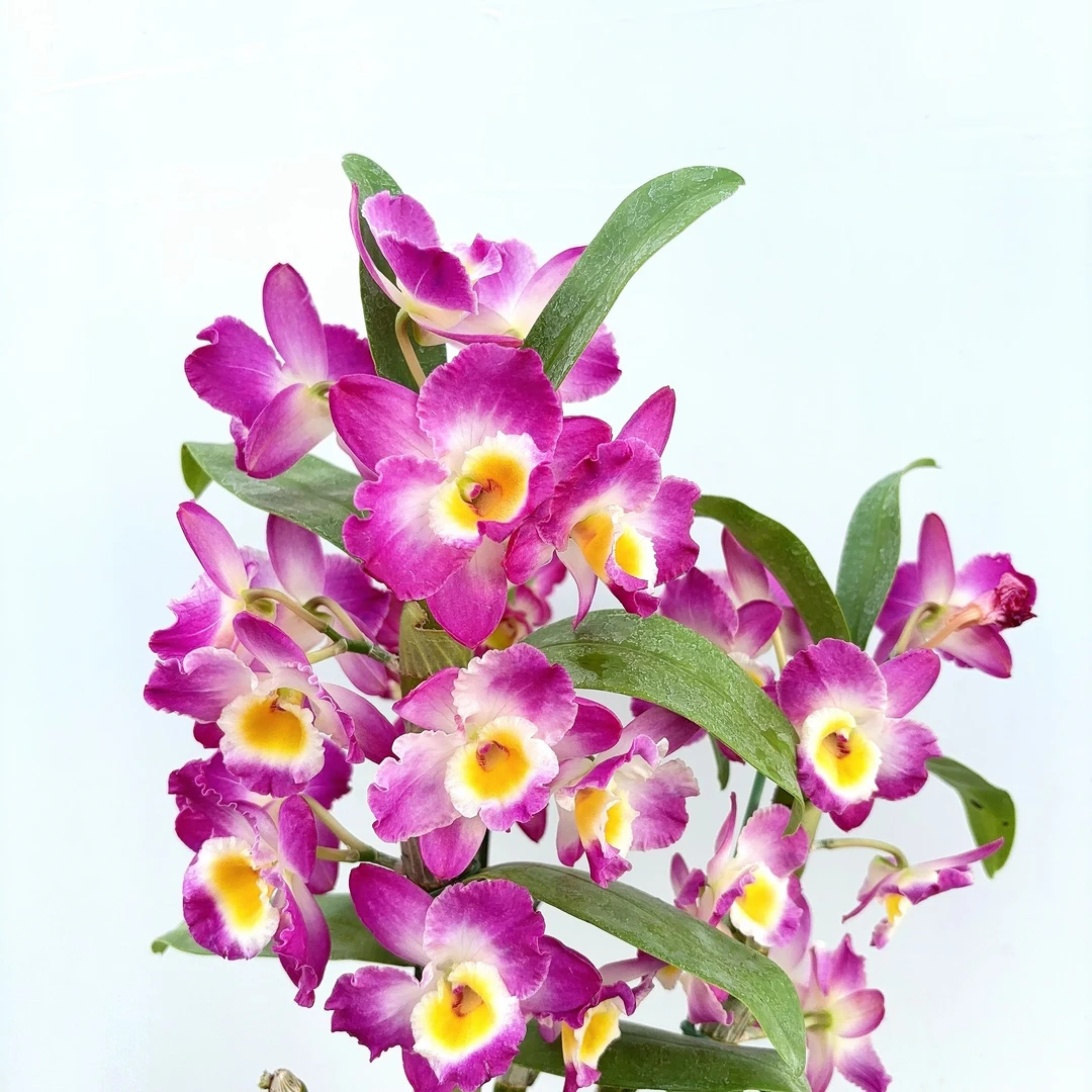 蓝莓春石斛 精致粉紫黄心爆花好养花期长云南鲜花绿植