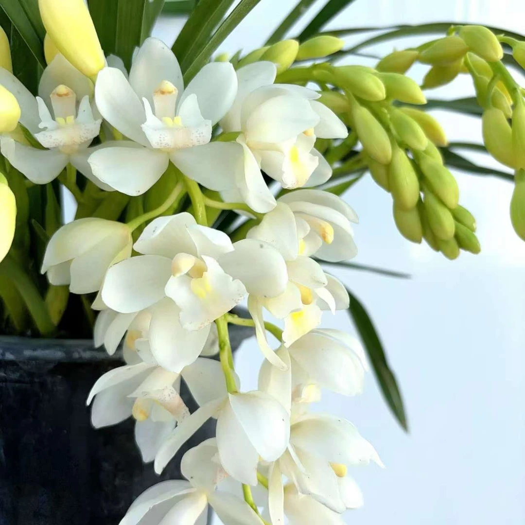 白玉香兰多支拱兰 盆栽白色耐寒好养兰室内阳台 云南鲜花绿植