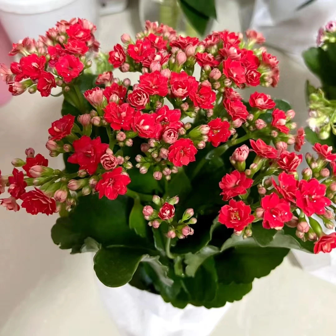 三色长寿花 1盆盆栽爆花好养花期长 云南鲜花绿植