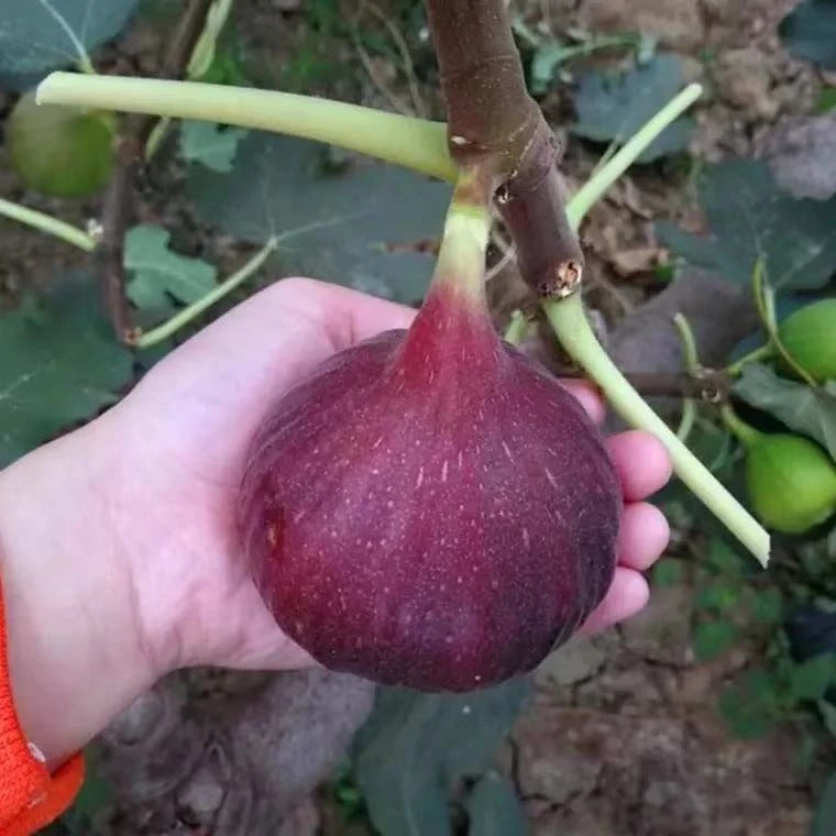 无花果盆栽果树苗紫色波尔多波姬红无花果树苗无花果树苗当年结果